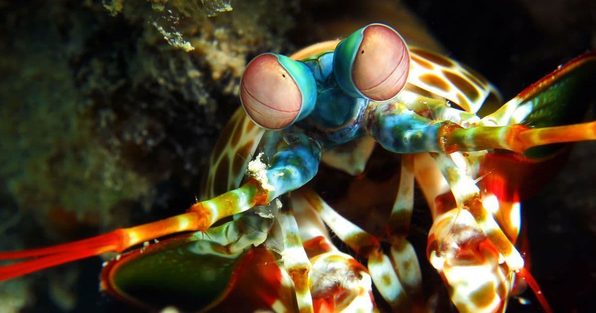 This shrimp is awesome